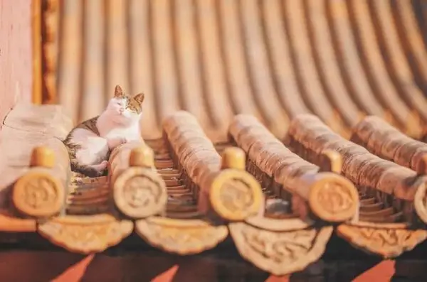 cat in chinese culture