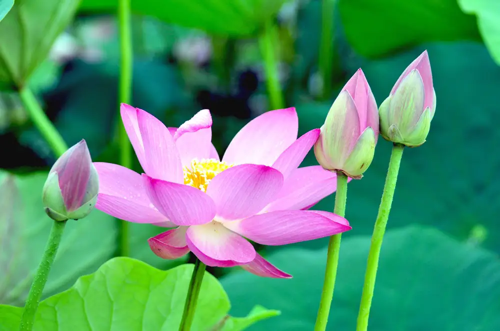 What Does The Lotus Flower Symbolize In Chinese Culture