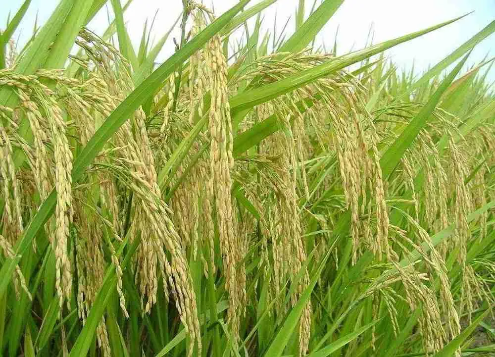 rice grown in china