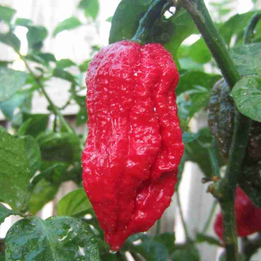 7 Pot Barrackapore Chili Pepper
