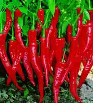 Chinese Red Peppers