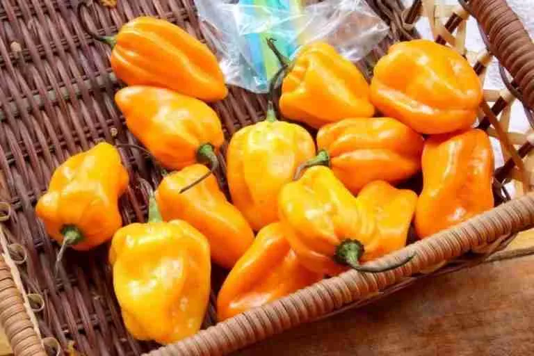 7 Types of Chinese Chili Peppers（You Dare To Challenge） Son Of China