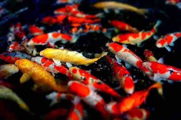 Meaning Of Colors in Chinese Culture （9 Interesting Colors) Son Of China