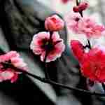 Chinese-Plum-Blossom-Flowers-Meaning