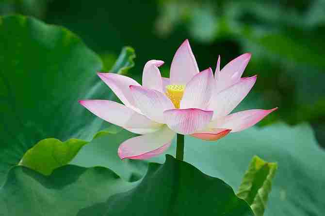 Meaning Of Flowers In Chinese Culture 12 Types Son Of China