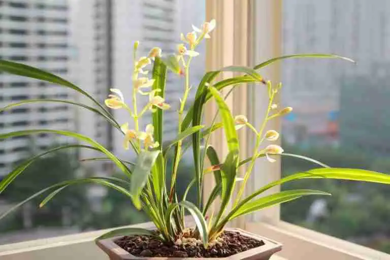 Meaning of Flowers in Chinese Culture（12 Types）