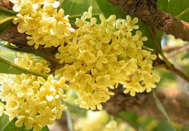 Meaning of Flowers in Chinese Culture（12 Types）