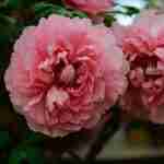 Peony-Flower-Meaning-in-Chinese