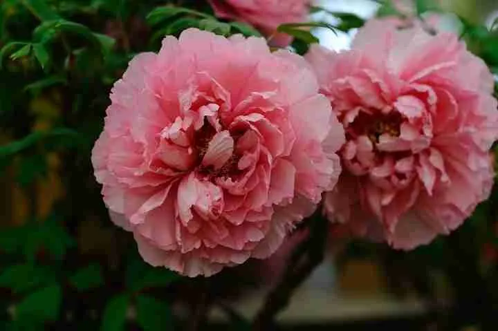 Peony Flower Meaning In Chinese Son Of China