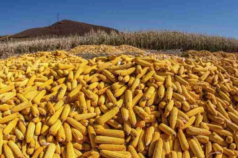 What Is Corn Used for in China? Son Of China