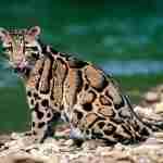 The-Clouded-Leopard-