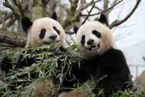 Read more about the article What Animals Live In China?&pictures（Do You Know That All）