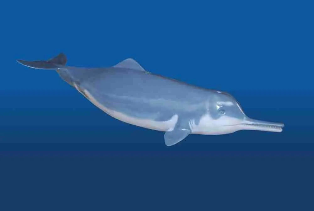 What Is A Baiji Dolphin?- Chinese River Dolphin