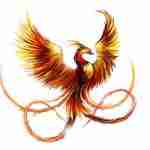 chinese-phoenix-pictures