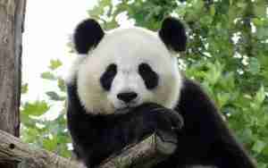 Read more about the article Endangered Animals Giant Panda Information-Chinese National Treasures