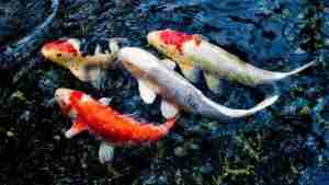 Read more about the article What Is Koi Fish In Chinese? (Jinli Fish)