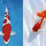 koi-vs-goldfish-difference