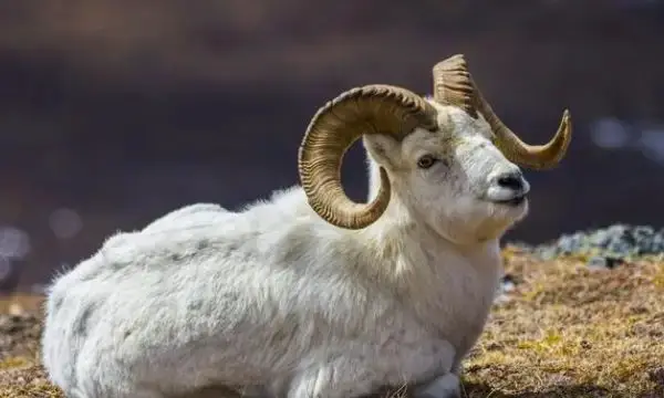 what-does-sheep-mean-in-chinese-zodiac