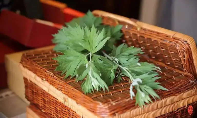 What is Chinese mugwort and used for？ – Son Of China