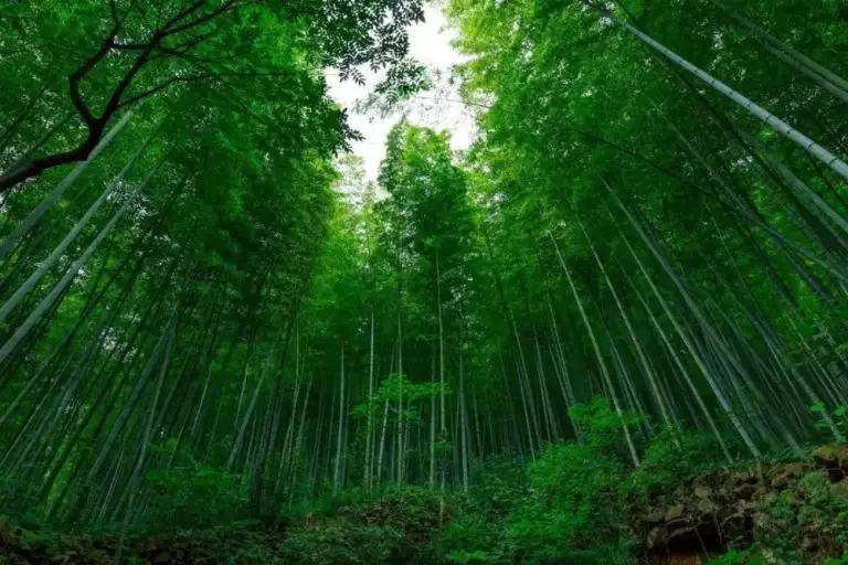 What Does Bamboo Symbolize In Chinese