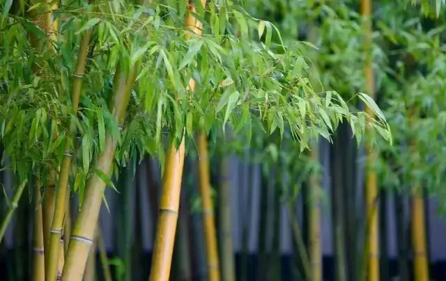 what-does-bamboo-symbolize-in-chinese-culture-son-of-china