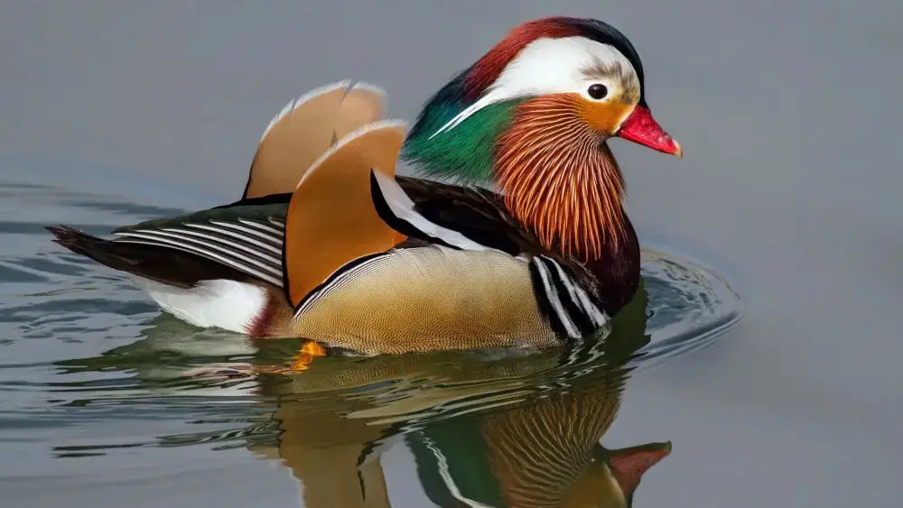 chinese yuan yang duck