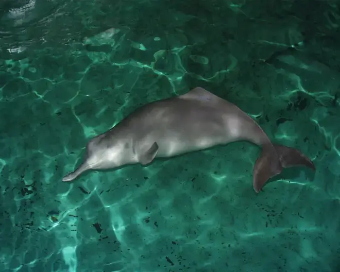 What Is A Baiji Dolphin? Chinese River Dolphin