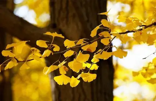 ginkgo tree leaf