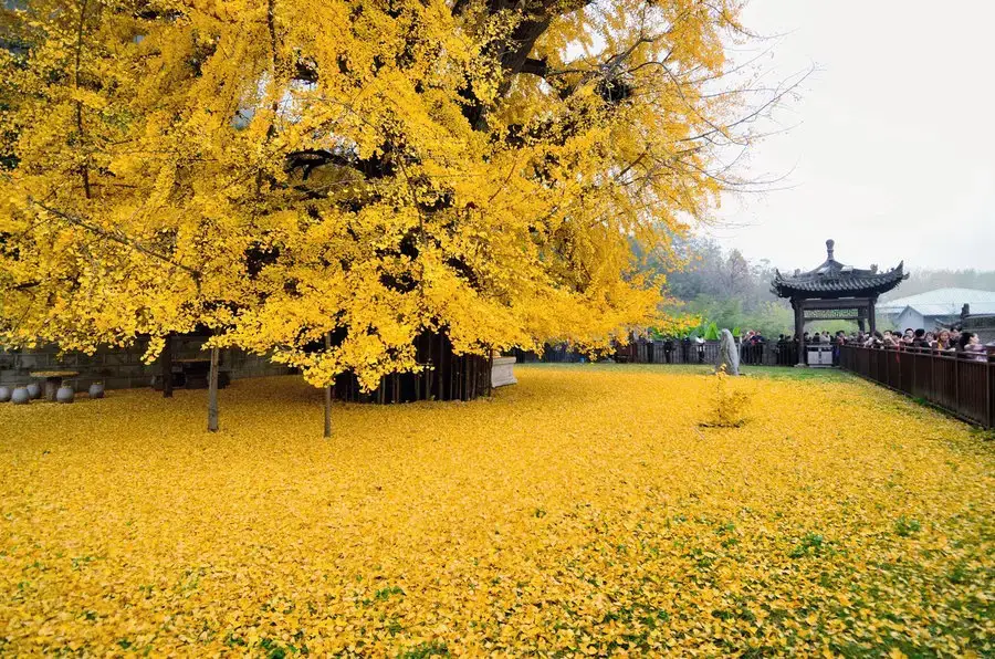 ginkgo tree