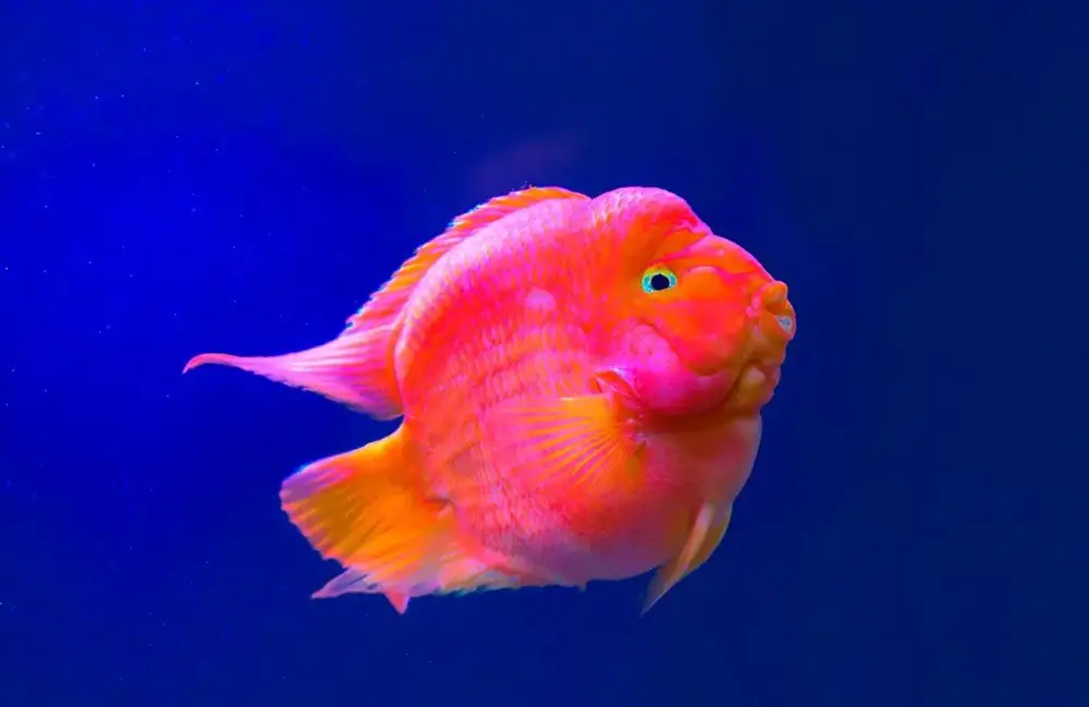 yuan bao goldfish