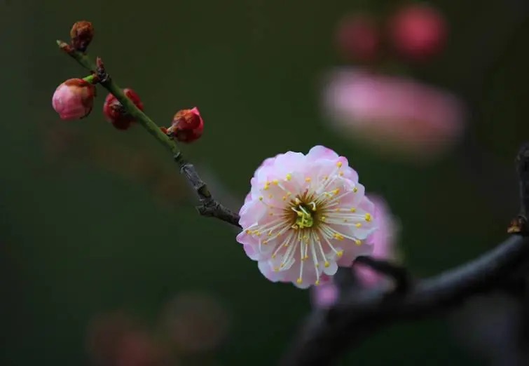 What Do Plum Blossoms Symbolize In China?-Mei Hua Flower | Son Of China